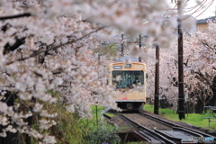 嵐電 桜のトンネル