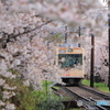 嵐電 桜のトンネル