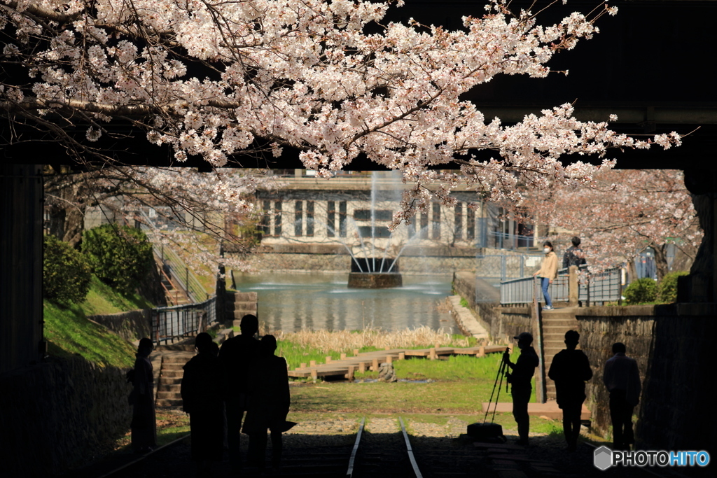 桜と噴水