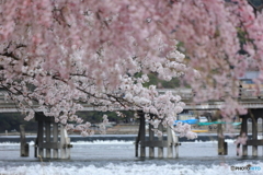 桜と渡月橋 #2