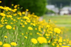 黄色いお花畑