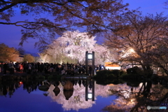 水面に輝くライトアップされた桜