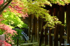 緑葉と紅葉と通天橋