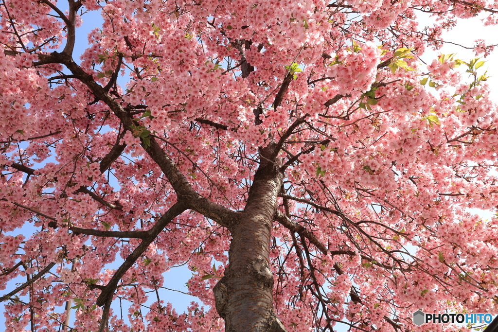 満開の河津桜