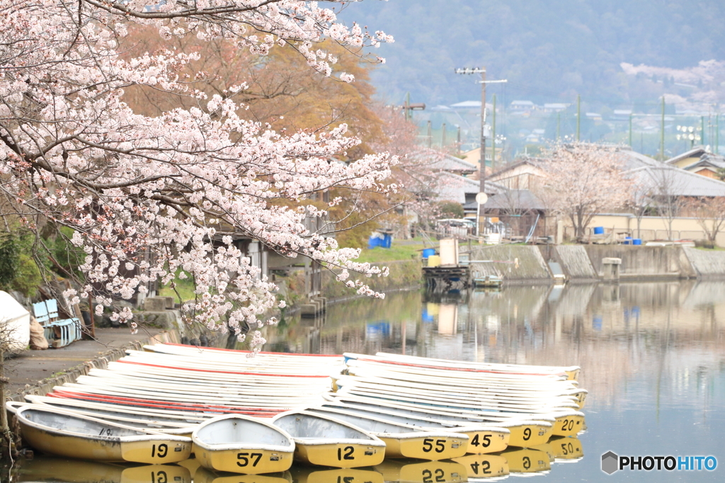京都とある池の桜