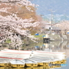 京都とある池の桜