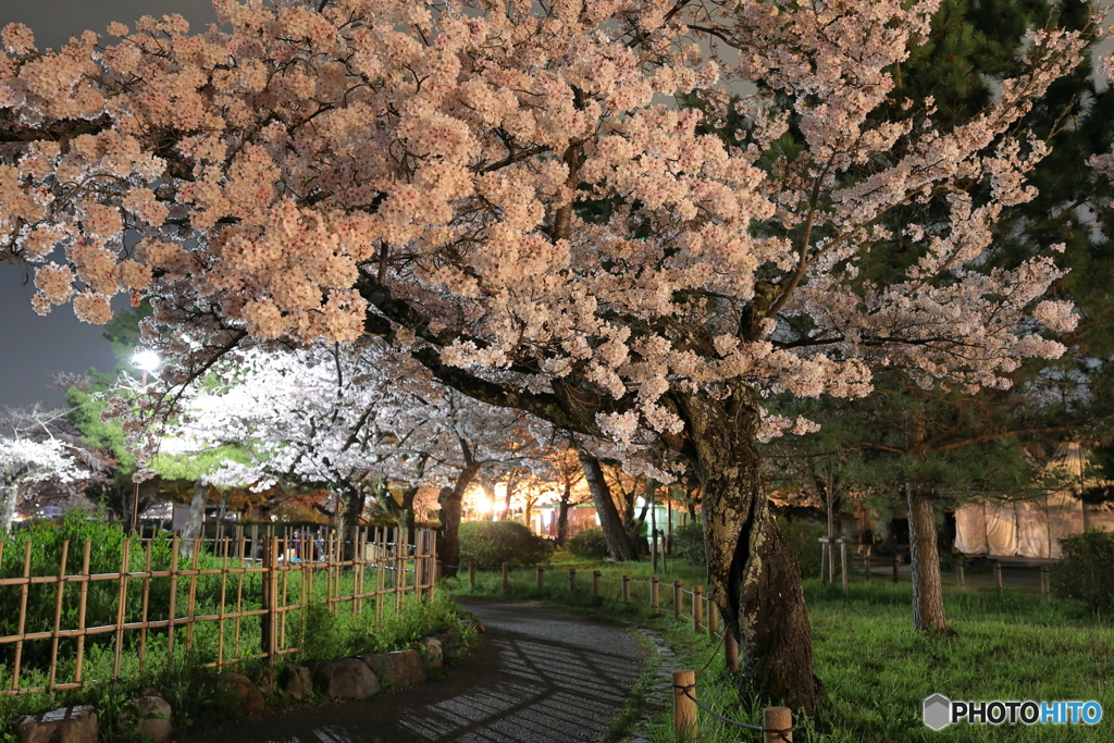 嵐山の夜桜 #2