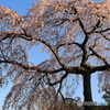 しだれ桜 咲き始めました