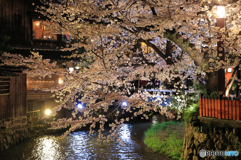 祇園の夜桜