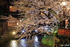 祇園の夜桜