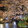 祇園の夜桜