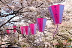 桜満開 目黒川桜まつり