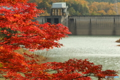 紅葉とダムを眺める