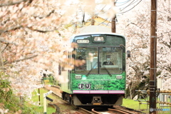 桜のトンネル