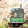 桜のトンネル