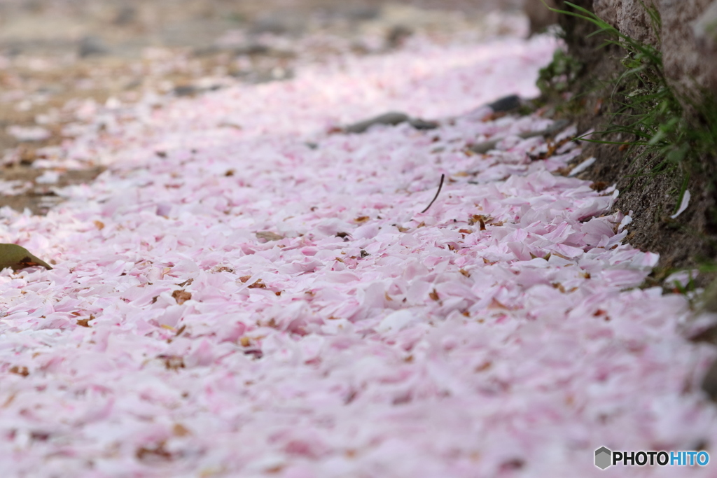 桜の花のじゅうたん#1