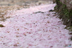 桜の花のじゅうたん#1