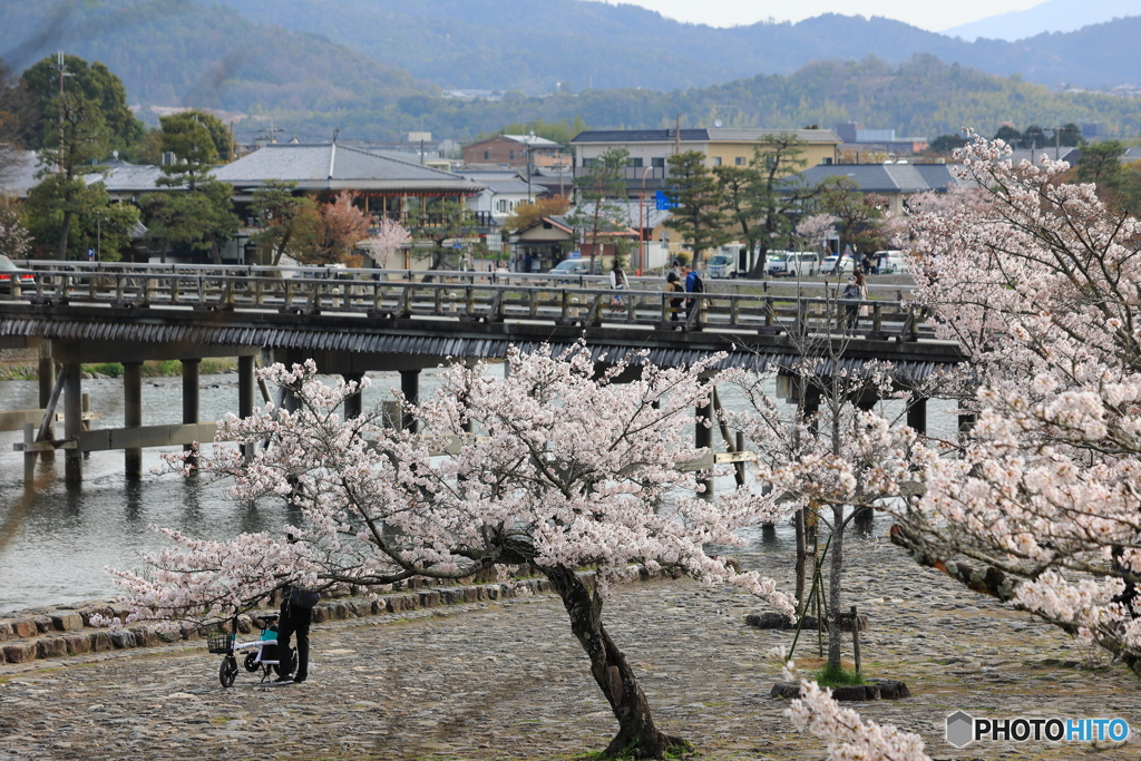 渡月橋と桜