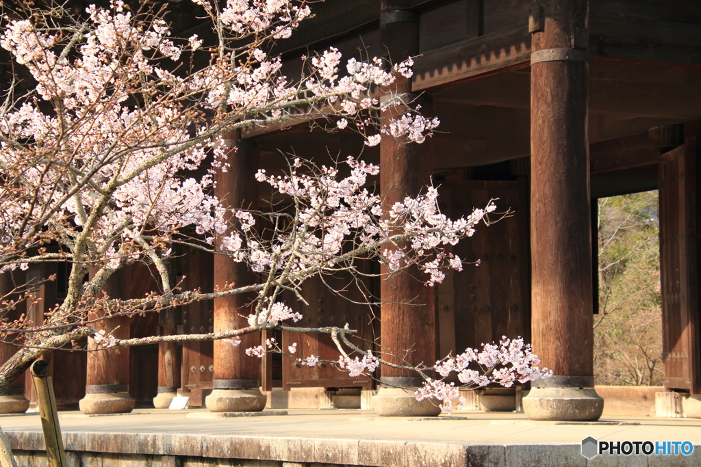 南禅寺 三門前 桜が咲き始めました