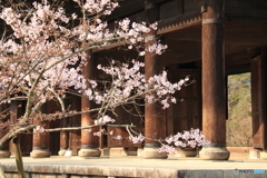 南禅寺 三門前 桜が咲き始めました