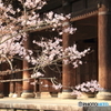 南禅寺 三門前 桜が咲き始めました