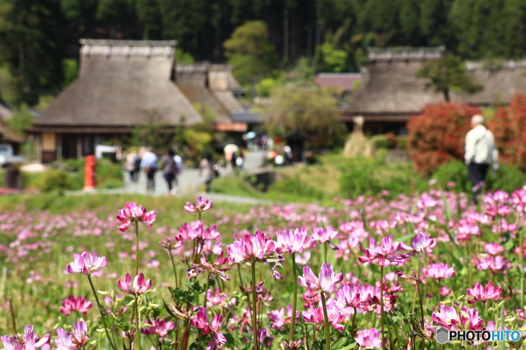 れんげ咲く かやぶきの里