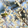 梅の花にメジロ