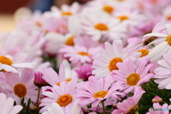 ピンクのお花畑