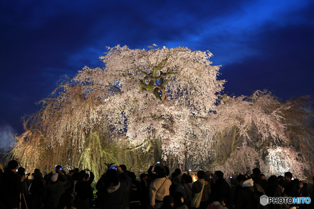 圧巻の夜桜