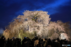 圧巻の夜桜