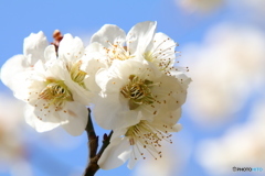 梅の花