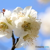 梅の花