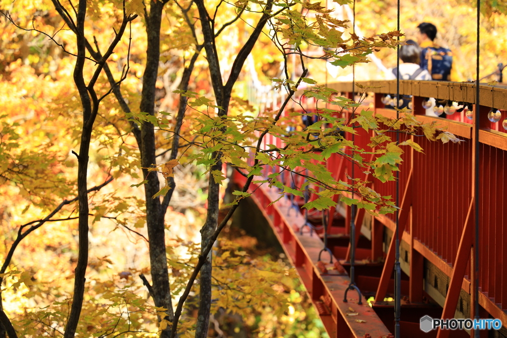 紅葉を眺めながら吊橋を渡る