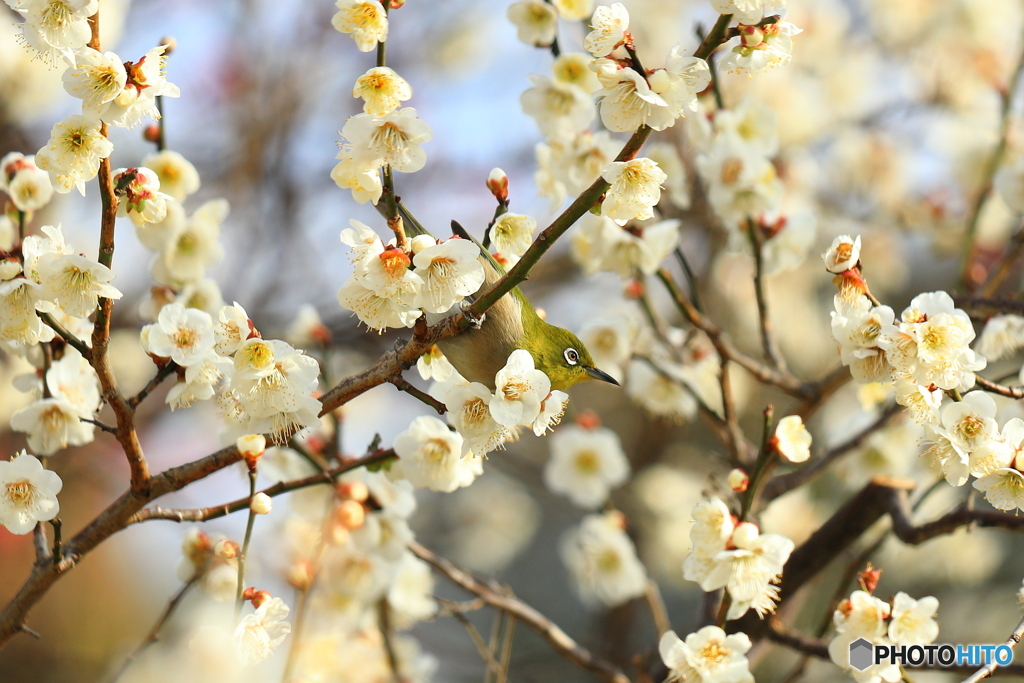 梅の花とメジロ④