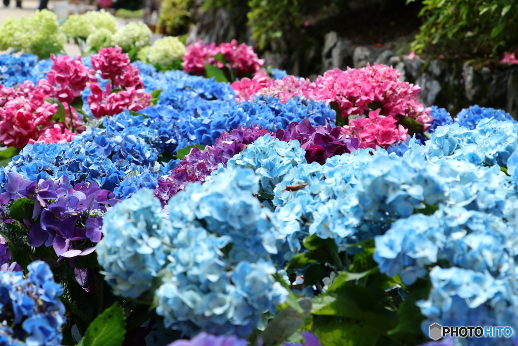 たくさんの紫陽花