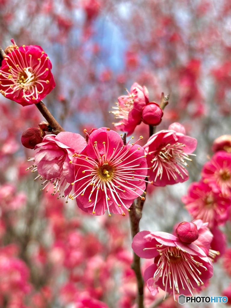 買い物途中に見つけた梅の花