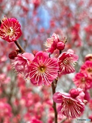 買い物途中に見つけた梅の花