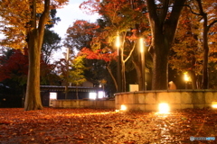 紅葉と落葉のライトアップ