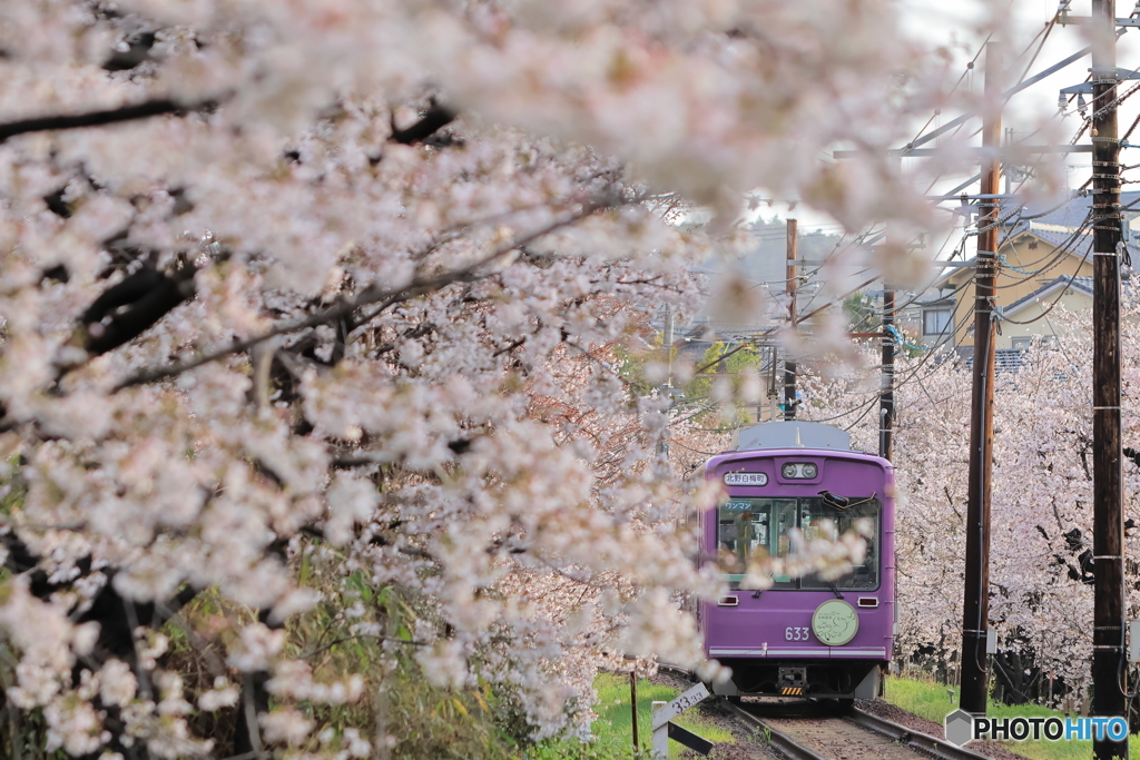 満開の桜と嵐電