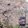 満開の桜と嵐電