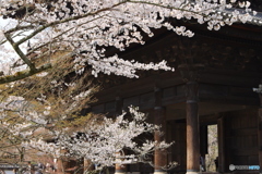 桜で飾られた三門