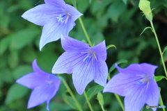 お花