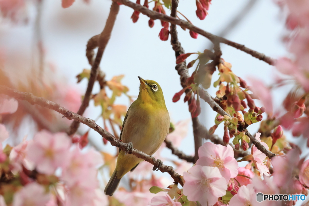 満開じゃない方が #2