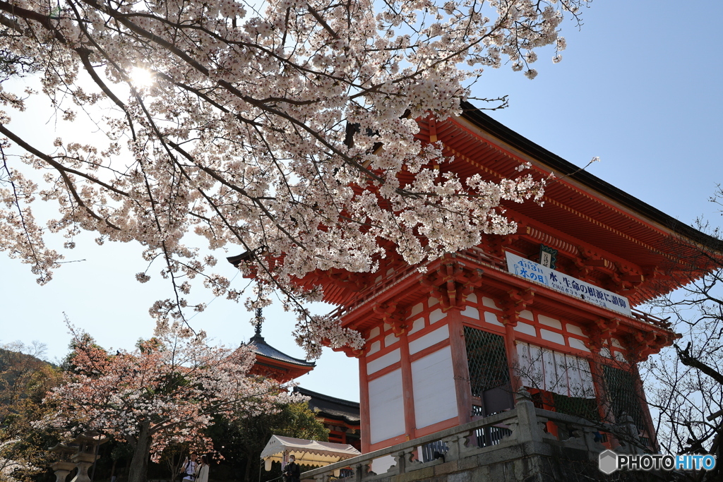 青空と桜と門