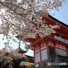 青空と桜と門