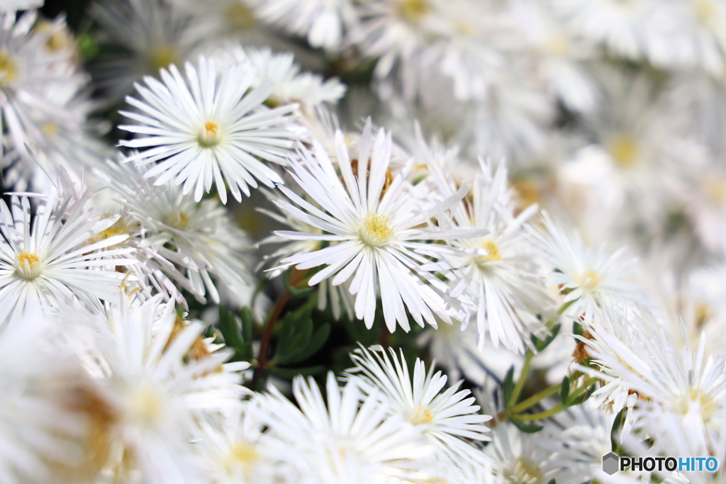 白いお花いっぱい
