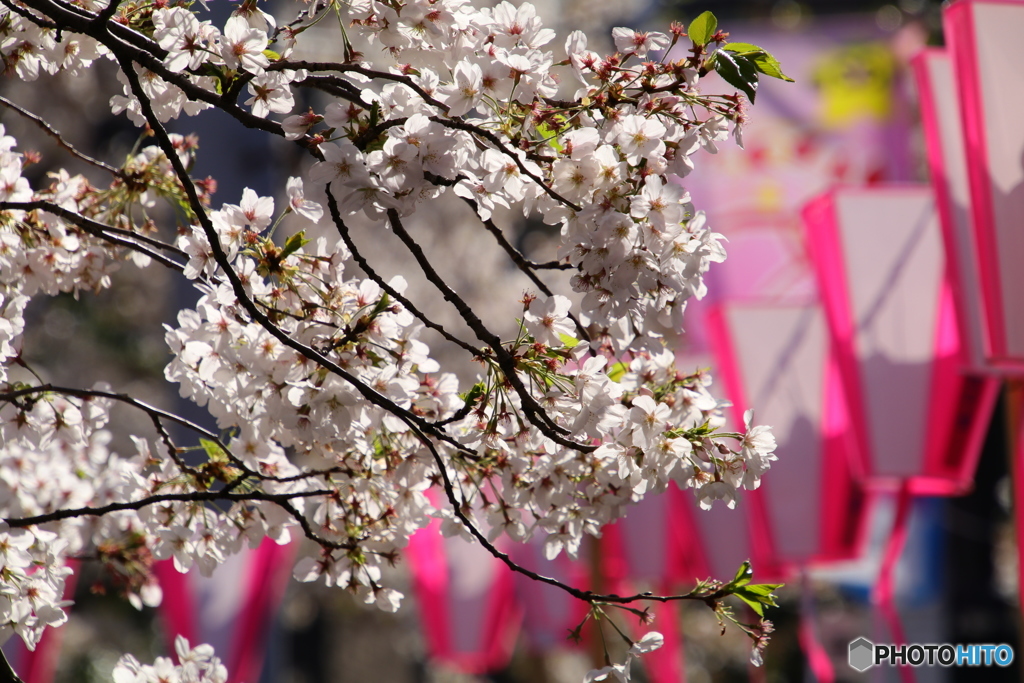 目黒川桜まつり