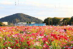 コスモス畑と列車