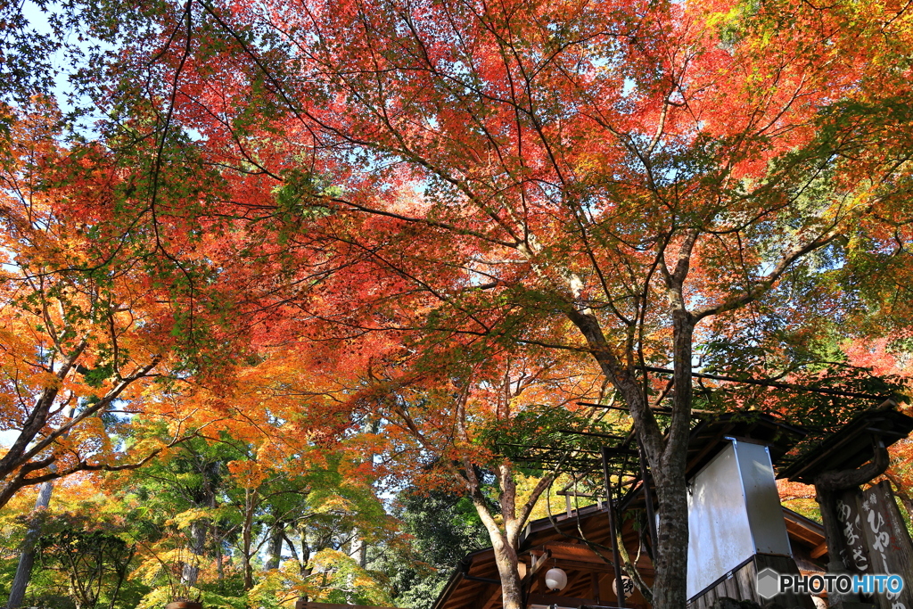 彩とりどりの紅葉を見上げて