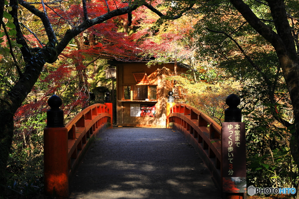 紅葉を眺めながら渡ろう